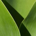 Close up photo of leaves.